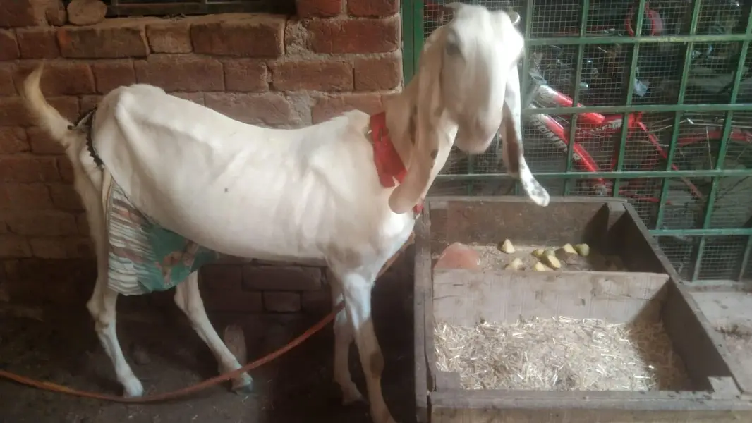 White beautiful milky Goat with female path — photo 3