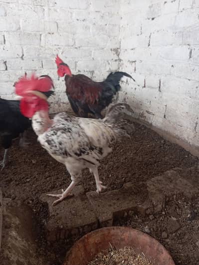 eggs laying hens and cock
