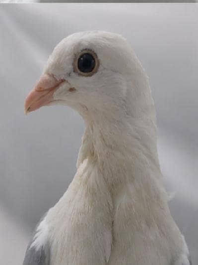 beautiful white and grey pigeon for sale