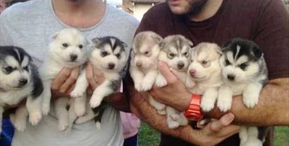 Top Quality Siberian Husky Puppies Sale or Exchange possible