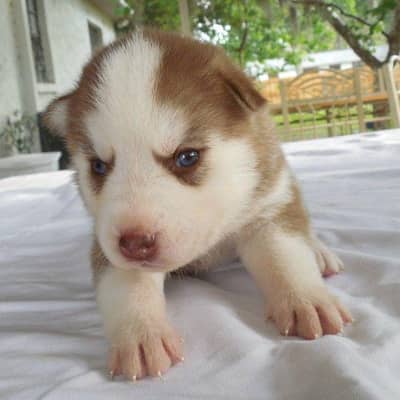 Top Quality Siberian Husky Puppies Sale or Exchange possible