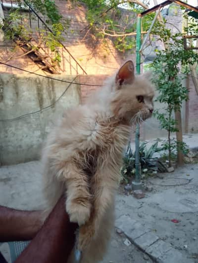 Persian