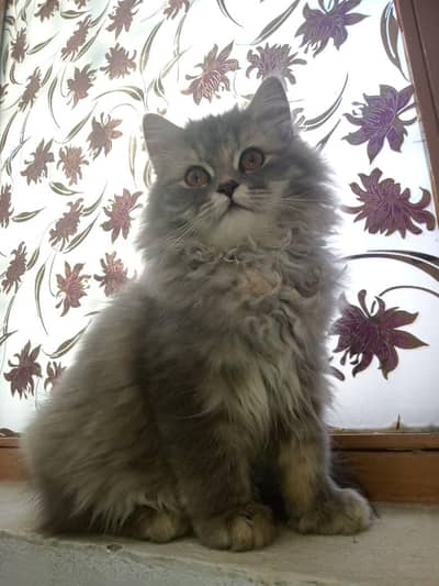 Persian Cat for sale