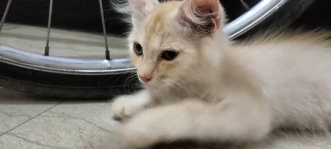 lovely Persian Kitten