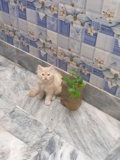 Persian Cat Pair