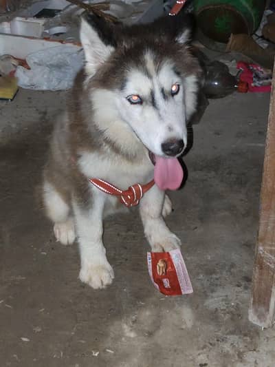 husky