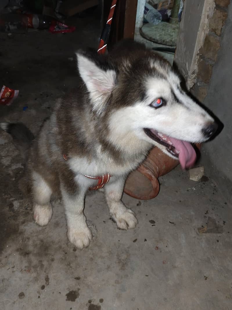 husky 1