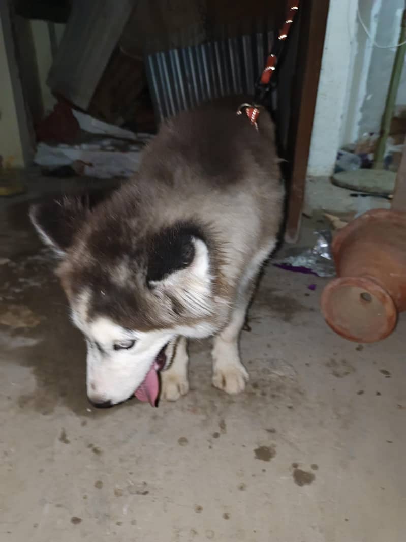 husky 2