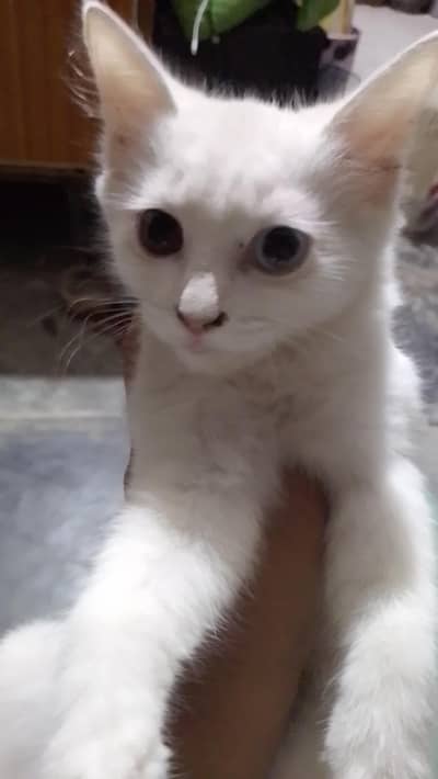 persian white kitten