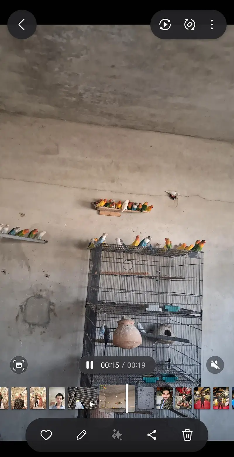 love bir pairs and Cage — photo 2