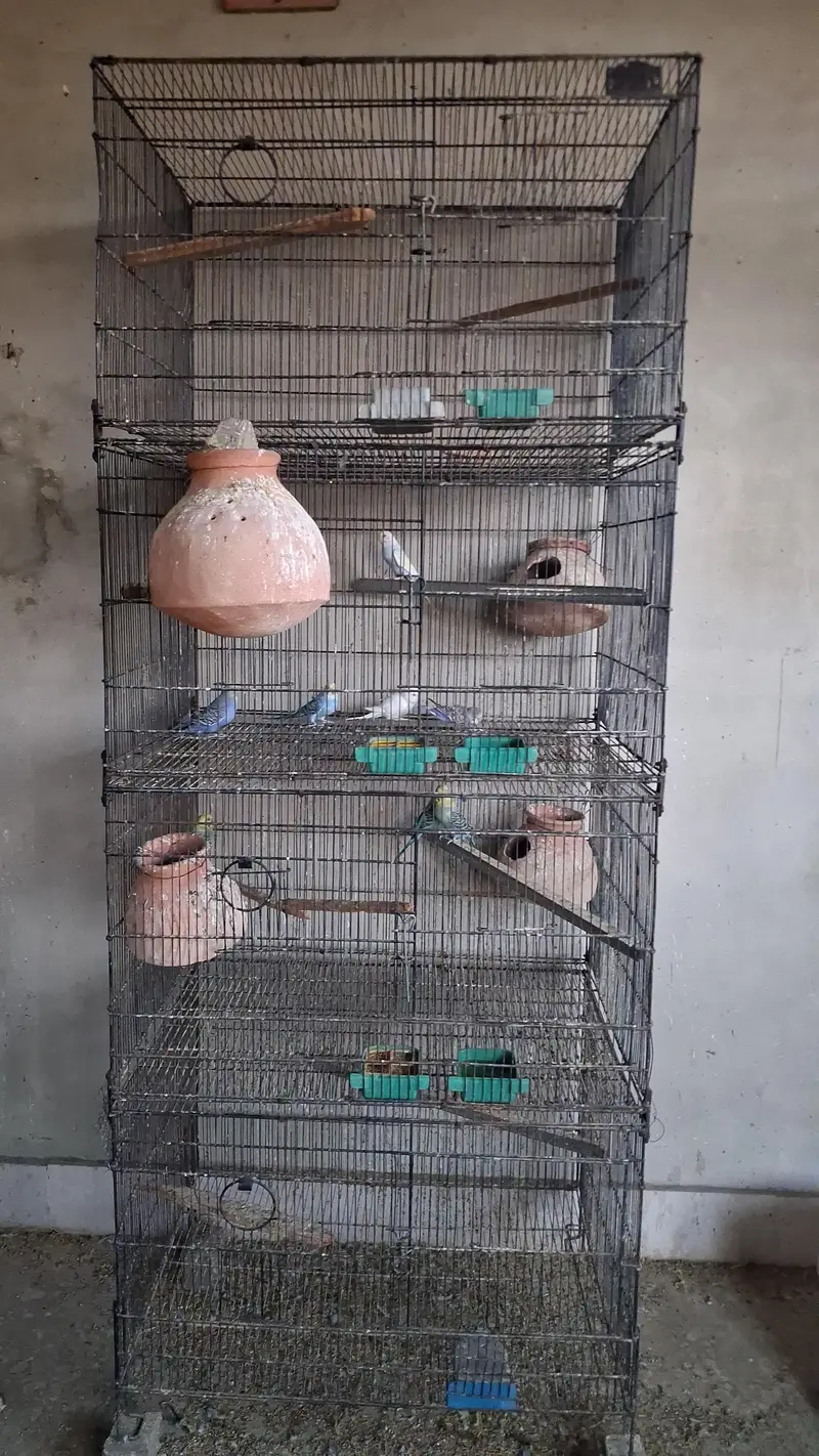 love bir pairs and Cage — photo 3