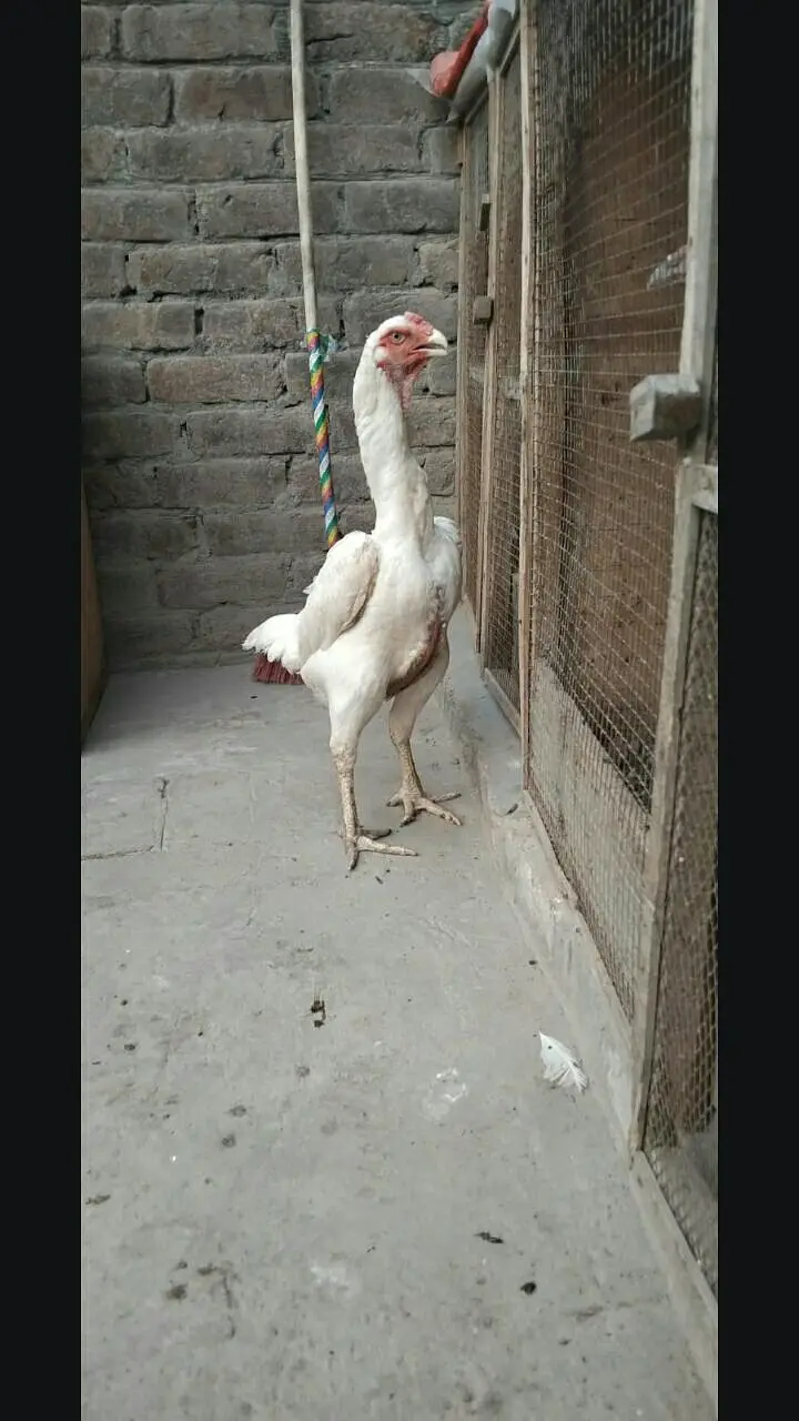 pure white shamo female available long hight — photo 2