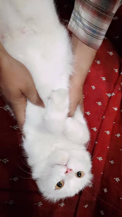 Cats for sale 1 pair and 2 kittens