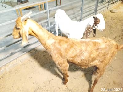 Bakri 4 dant aur bakra 2 dant khasi