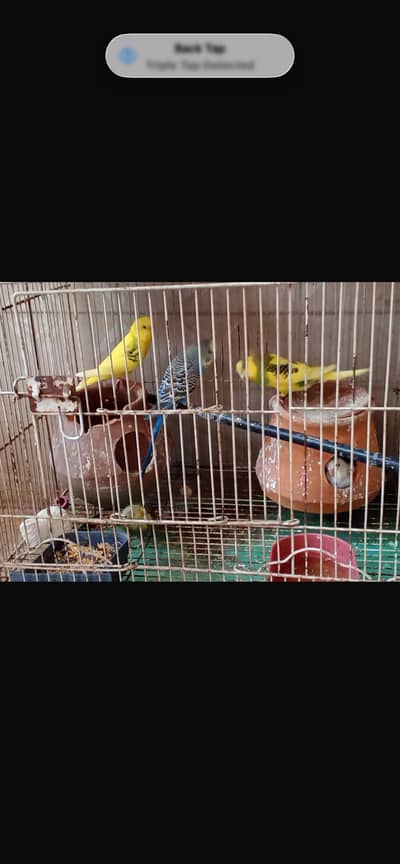 Healthy pair of parrots total 10 peace of mix parrots