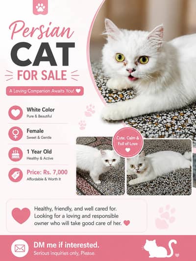  American Cat for Sell