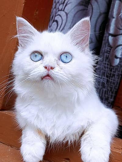 Kitten