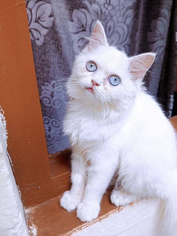 Kitten 1