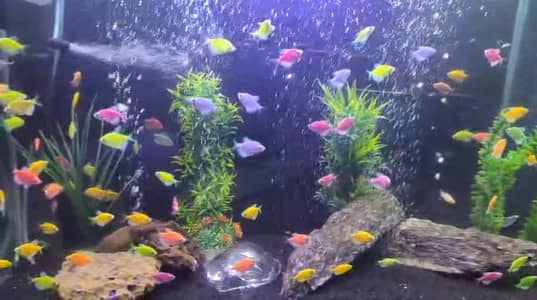 3ft Aquarium Fish Tank With Top Cover without Fishes