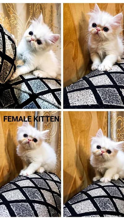 Semi Peke Punch Face kittens