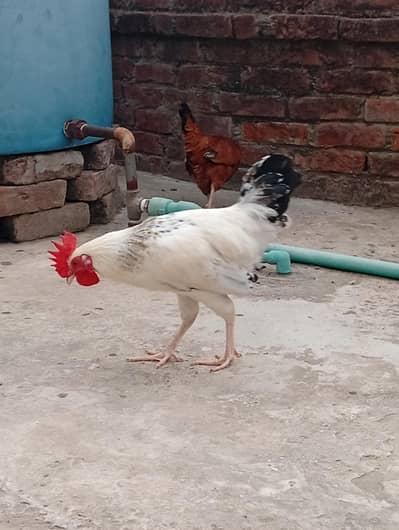 golden misri pair for sale exchange possible