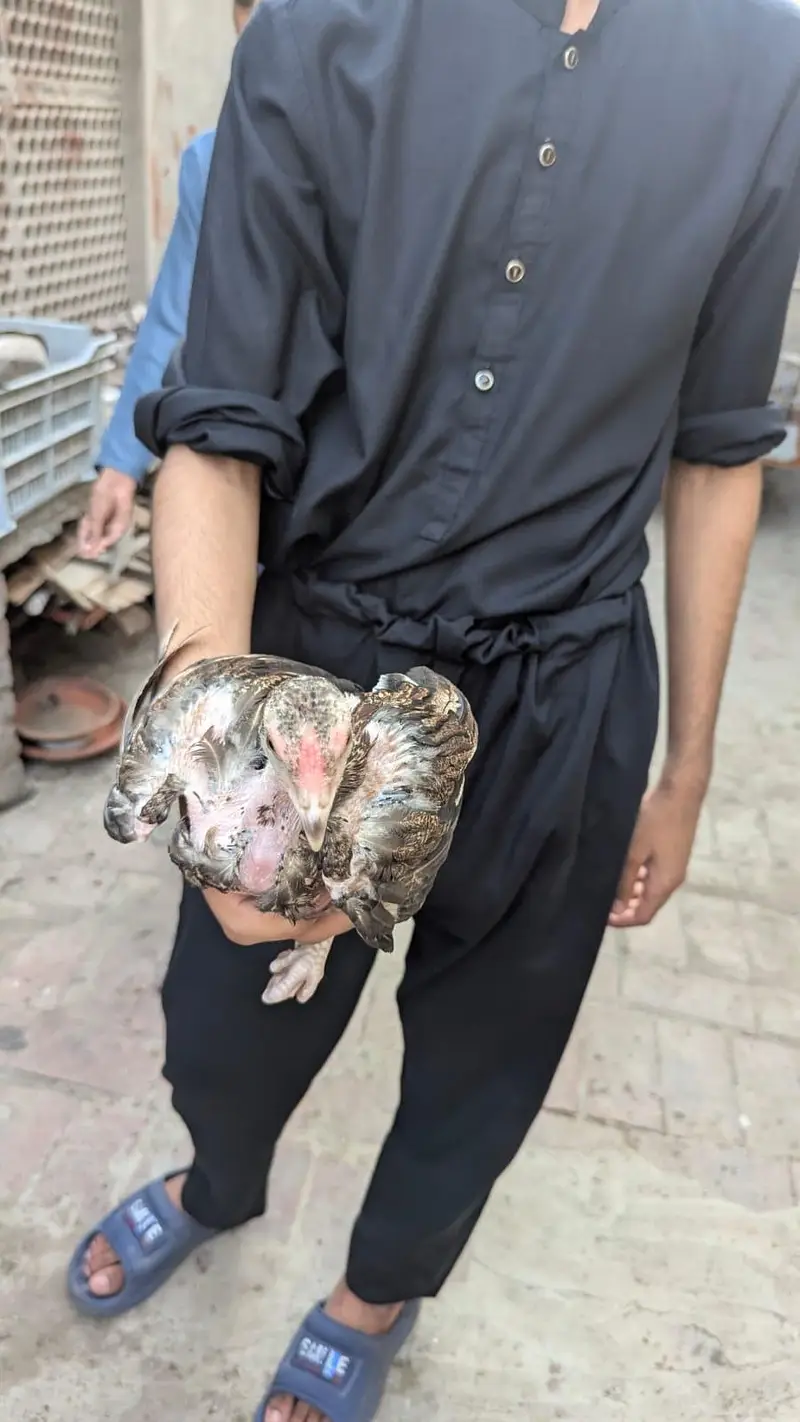 Aseel Thai — photo 8
