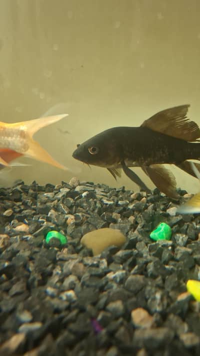 black koi , Gold koi, yellow koi, pleco( sucker fish)