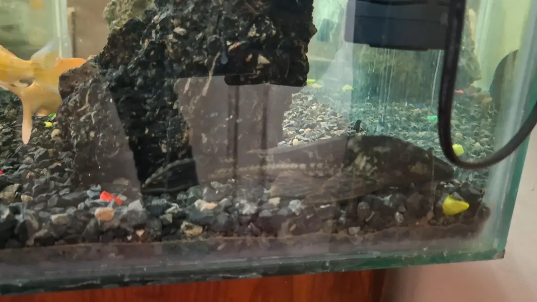 Gold koi, yellow koi, pleco( sucker fish) — photo 2