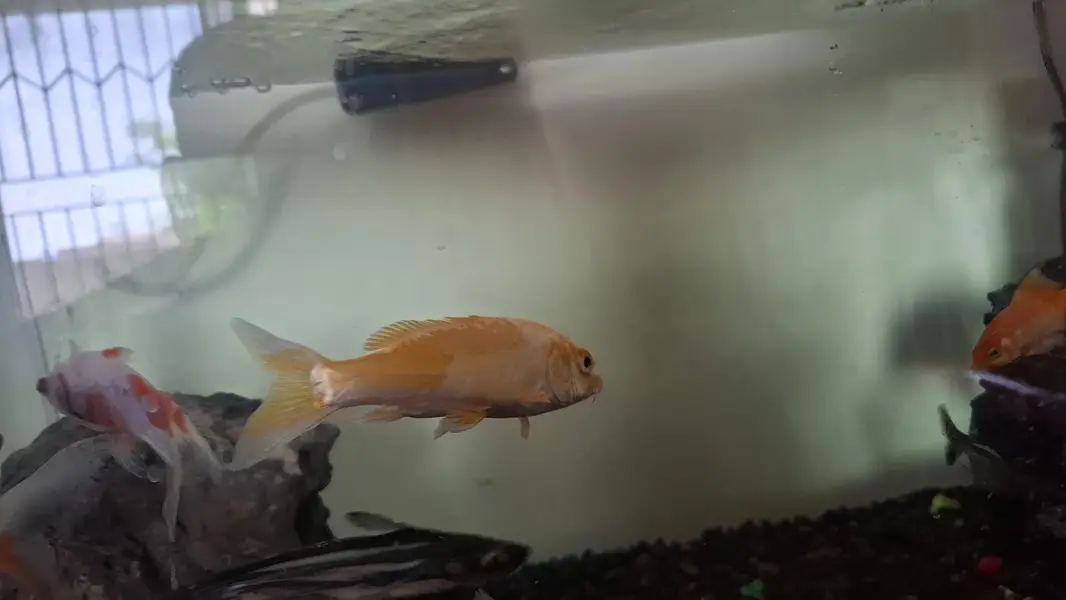 Gold koi, yellow koi, pleco( sucker fish) — photo 3