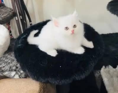 (Persian female kitten) (for sale all) (Pakistan delivery available)