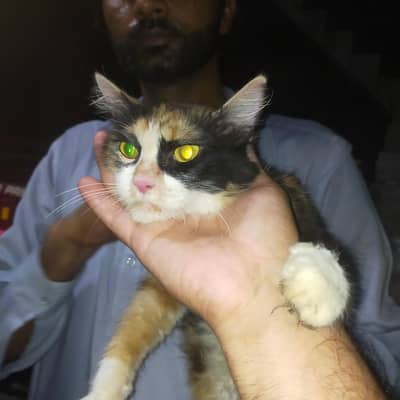 calico cat