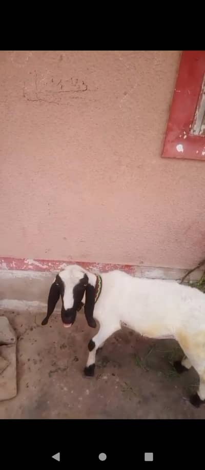 4 month ka ha