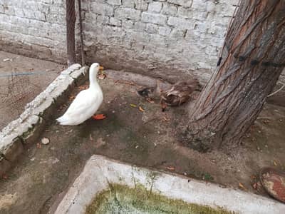 pair hai sath ik bacha hai chota anday dey Rahi duck