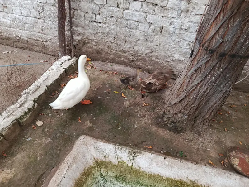 pair hai sath ik bacha hai chota anday dey Rahi duck