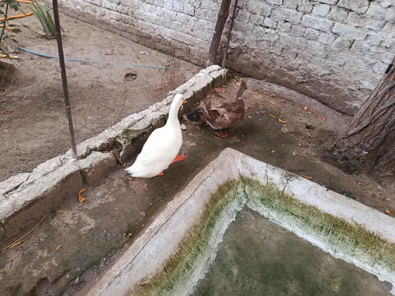 pair hai sath ik bacha hai chota anday dey Rahi duck — photo 2