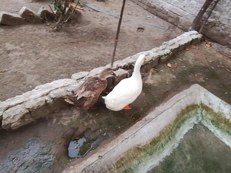 pair hai sath ik bacha hai chota anday dey Rahi duck — photo 3