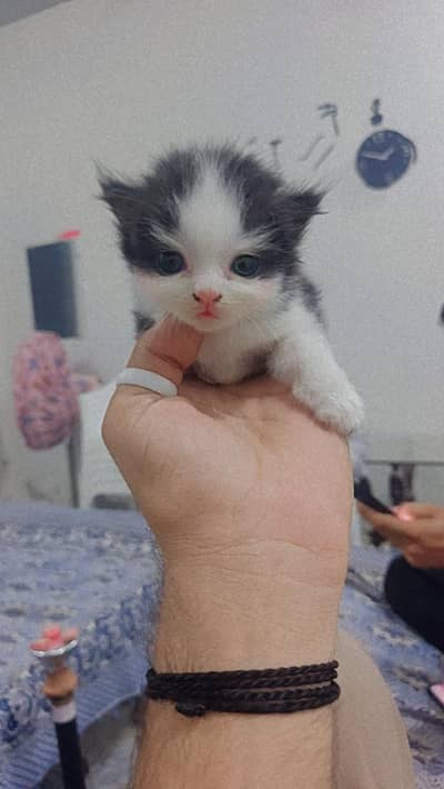 rashian cat baby