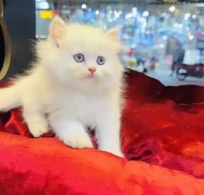 (Persian female kitten) (for sale all) (Pakistan delivery available)