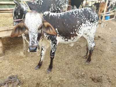 pure cholistani calf