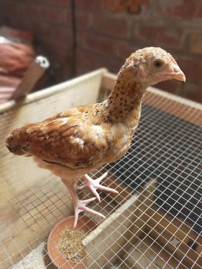 6 chicks asli aseel