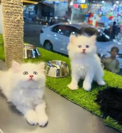 (Persian female kitten) (for sale all) (Pakistan delivery available)