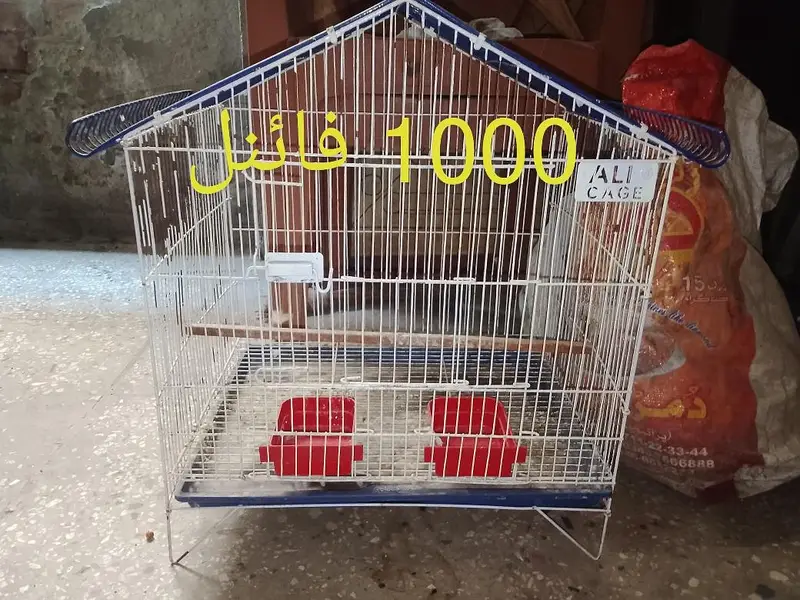 cage pinjra 6 dor and 1 dor and matki stick 03008658689 khudda — photo 2