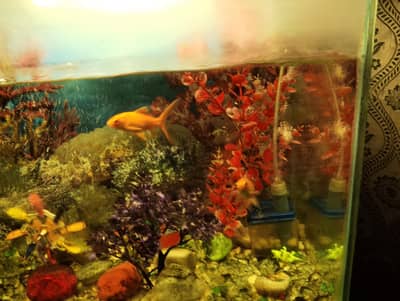 FISH AND FULL SAMN FOR SALE