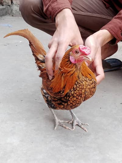 Golden Subrite Urgent sale
