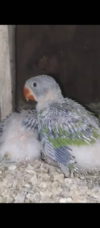 Raw parrot chicks
