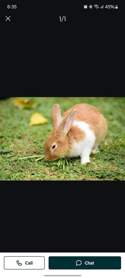 rabbit  available