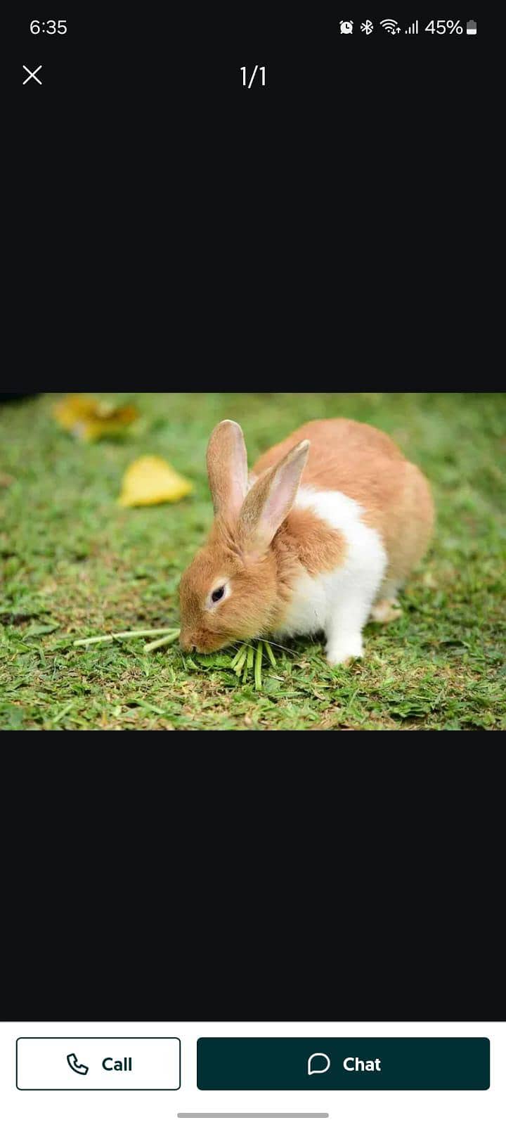 rabbit  available 0