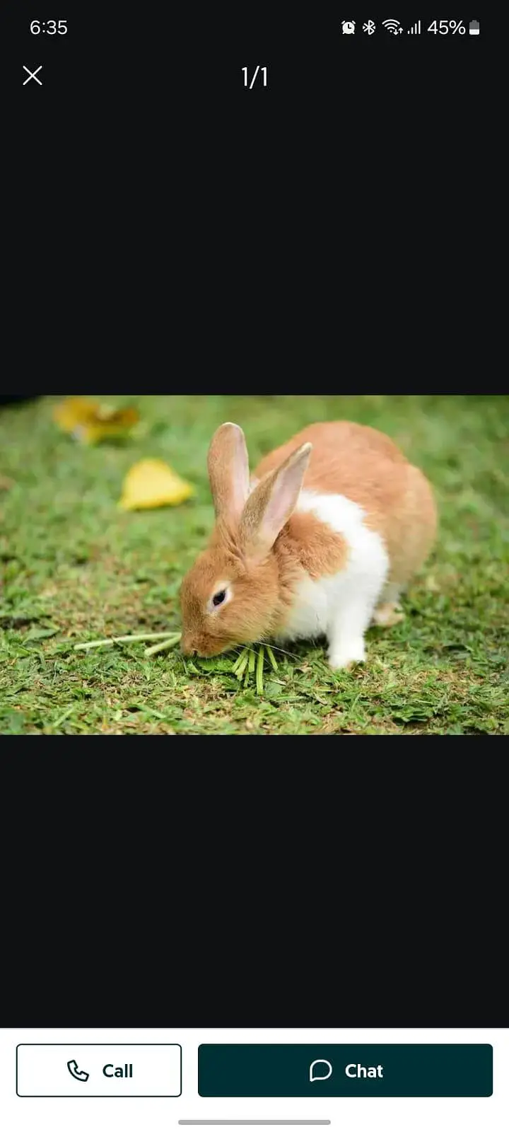 rabbit  available