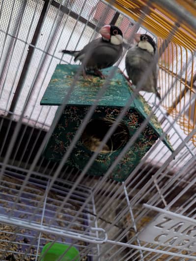 jawa finch