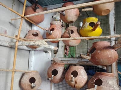 pinjra or matki and stick 03008658689 khudda cage